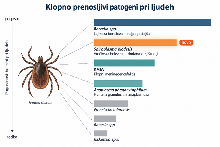 Spiroplasma ixodetis_1
